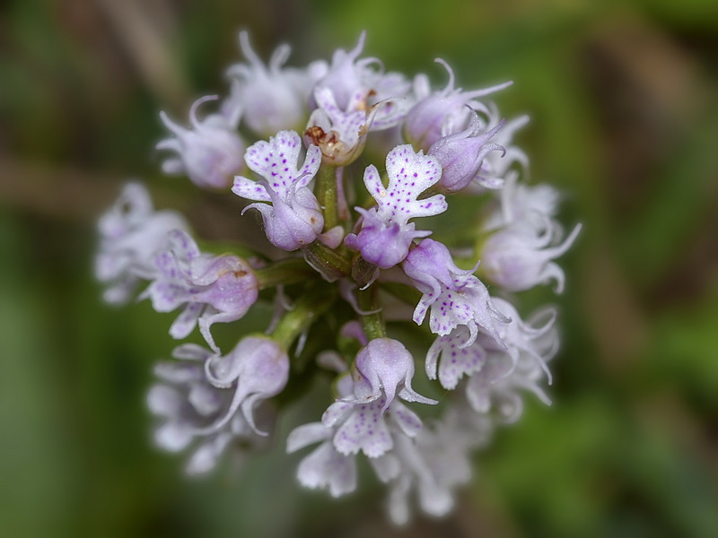 Neotinea tridentata conica.15