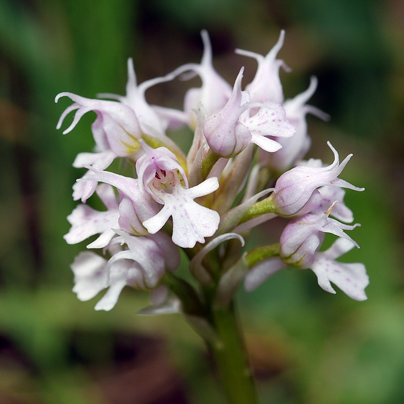 Neotinea tridentata conica.16