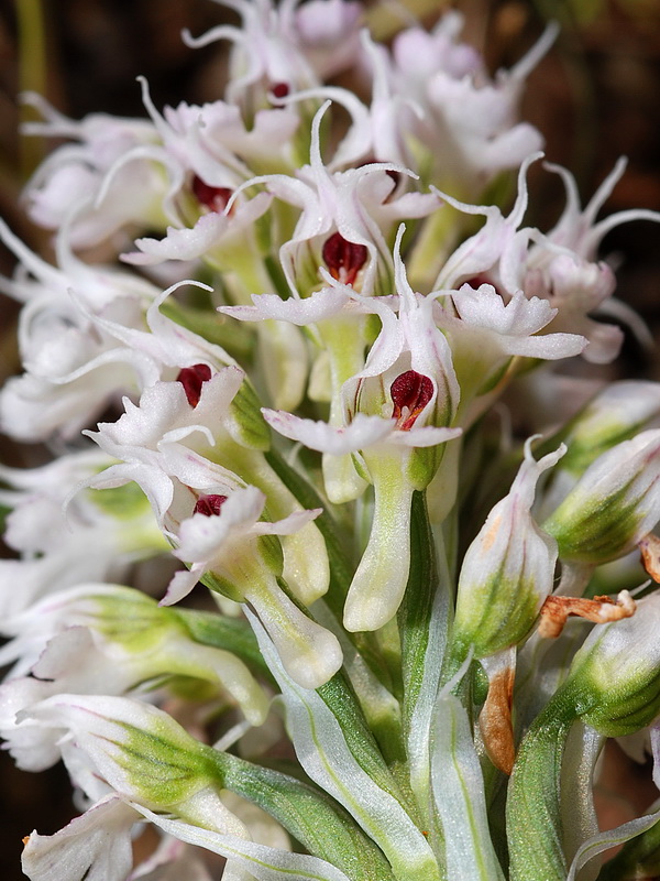 Neotinea tridentata conica.17