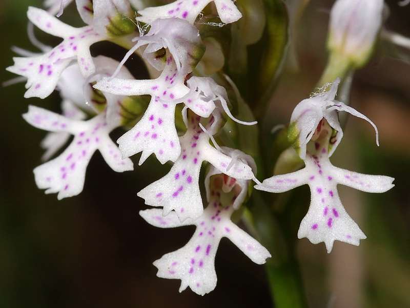 Neotinea tridentata conica.20