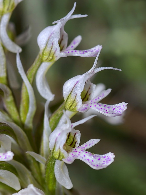 Neotinea tridentata conica.22