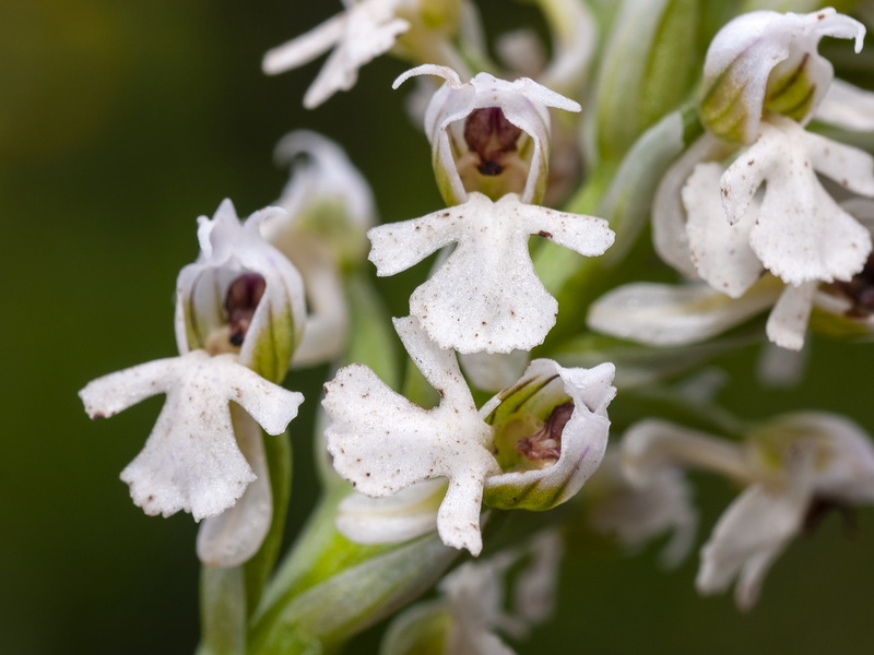 Neotinea tridentata conica.24