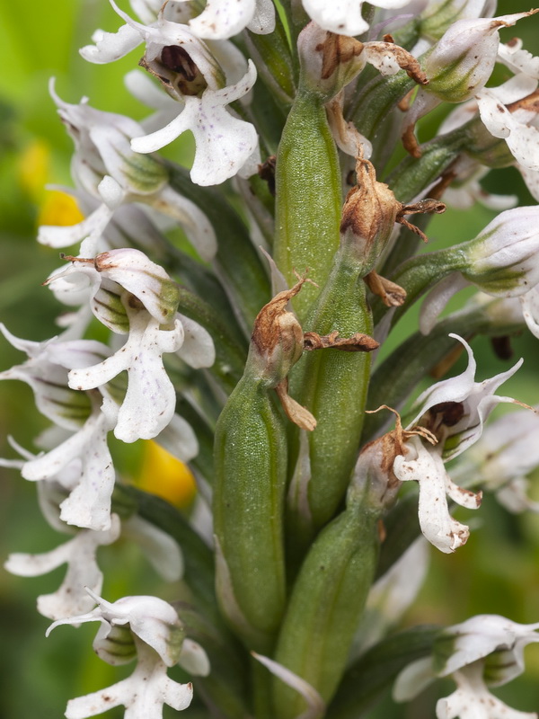 Neotinea tridentata conica.25