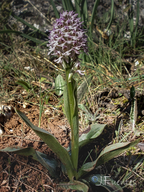 Neotinea tridentata conica.26