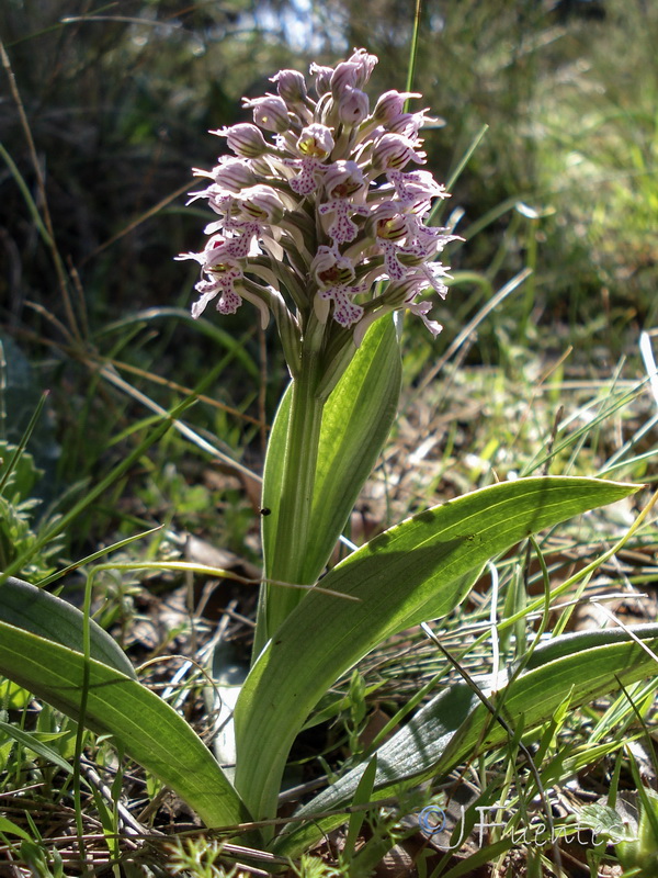 Neotinea tridentata conica.27