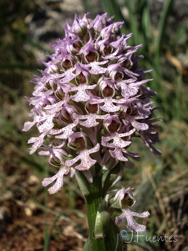 Neotinea tridentata conica.30