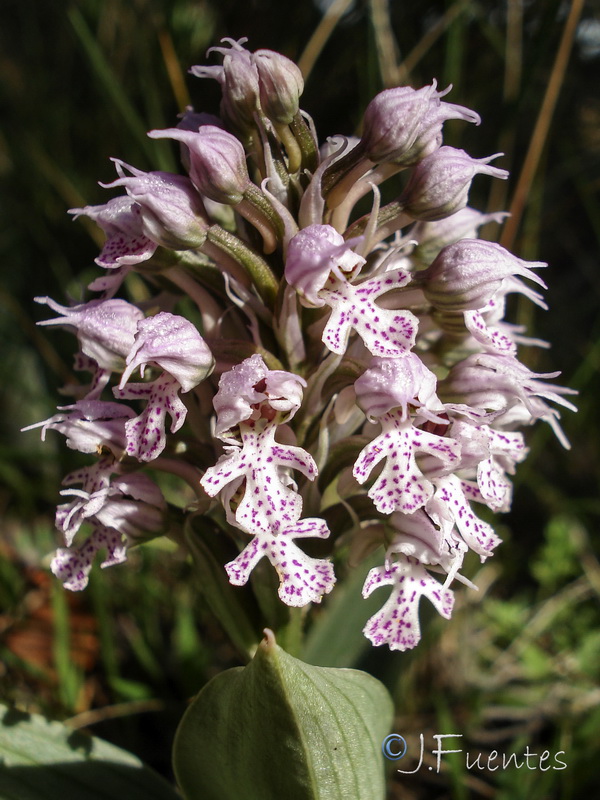 Neotinea tridentata conica.31