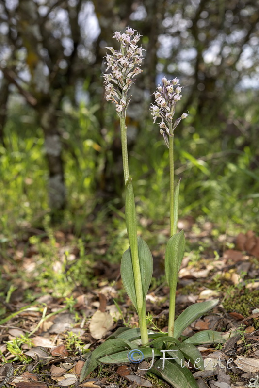 Neotinea tridentata conica.33