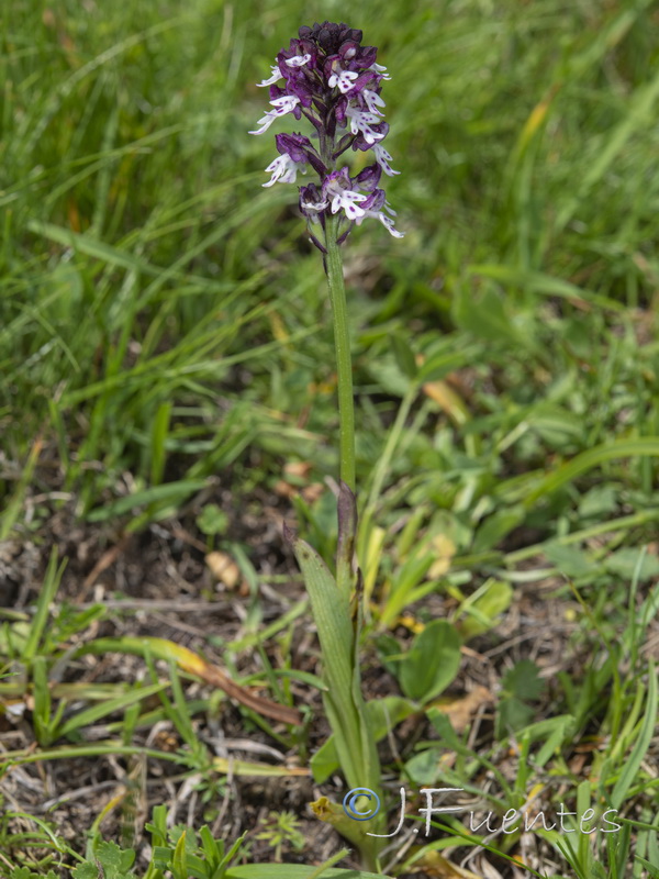 Neotinea ustulata.21