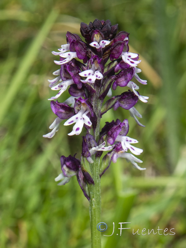 Neotinea ustulata.23