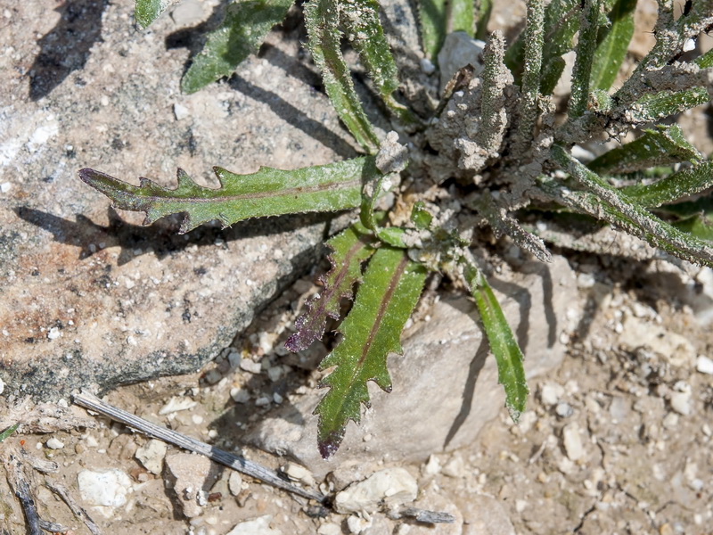 Neotorularia torulosa.02