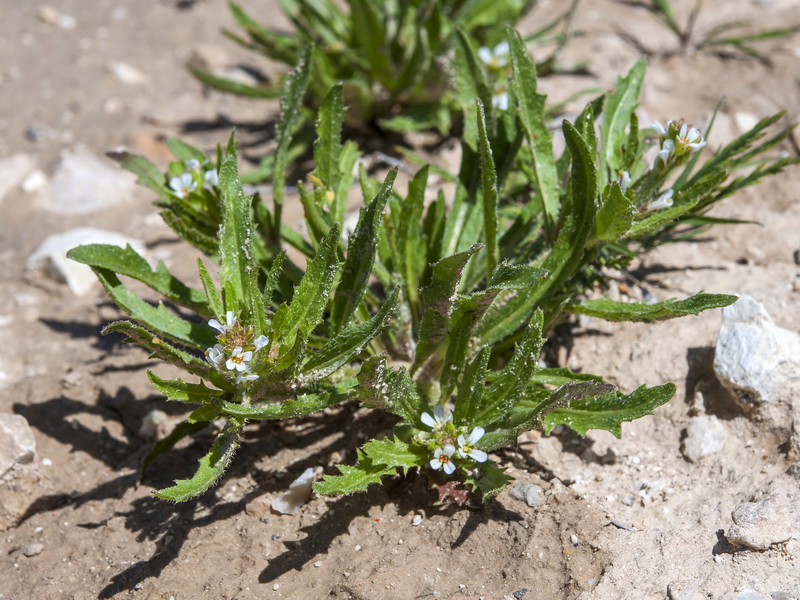 Neotorularia torulosa.03