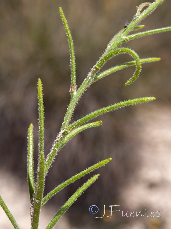 Neotorularia torulosa.13