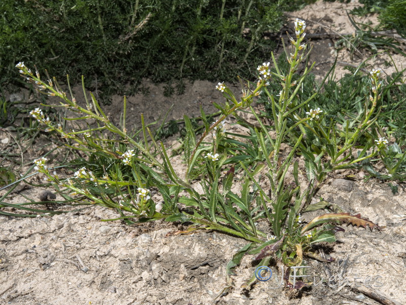 Neotorularia torulosa.14