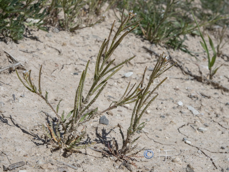 Neotorularia torulosa.15