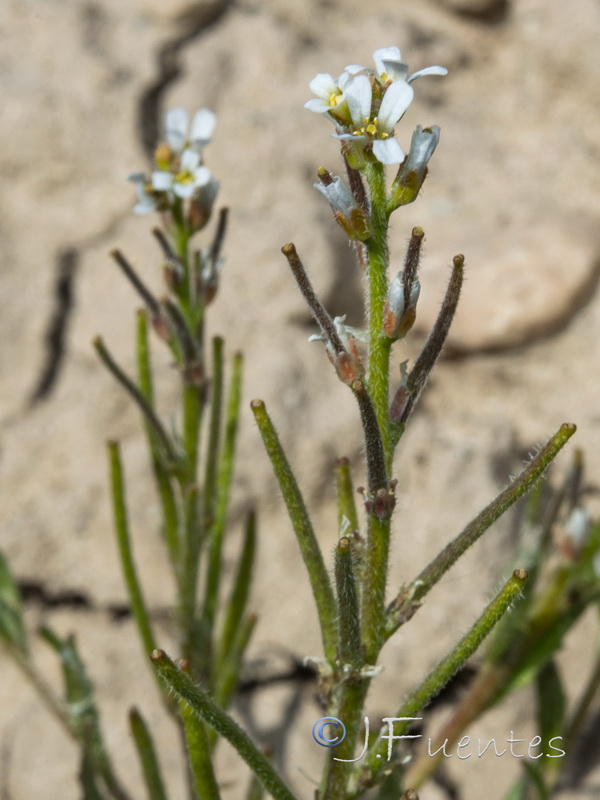 Neotorularia torulosa.23