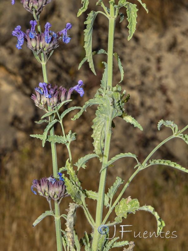 Nepeta amethystina amethistina.02