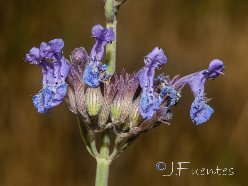 Nepeta amethystina amethistina.03