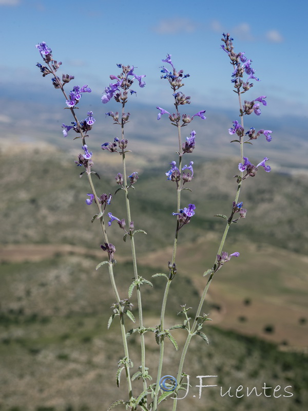 Nepeta amethystina amethistina.07