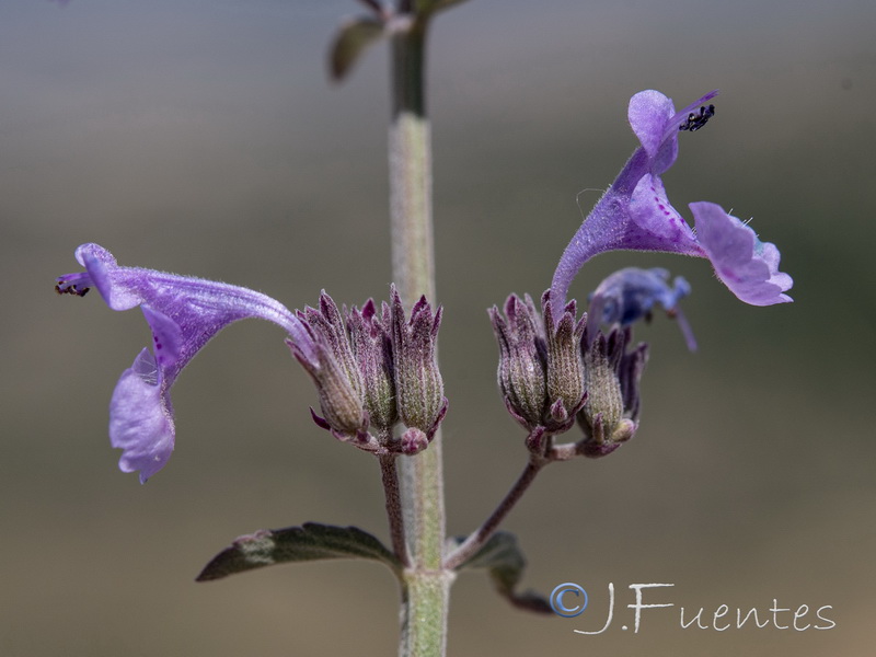 Nepeta amethystina amethistina.08