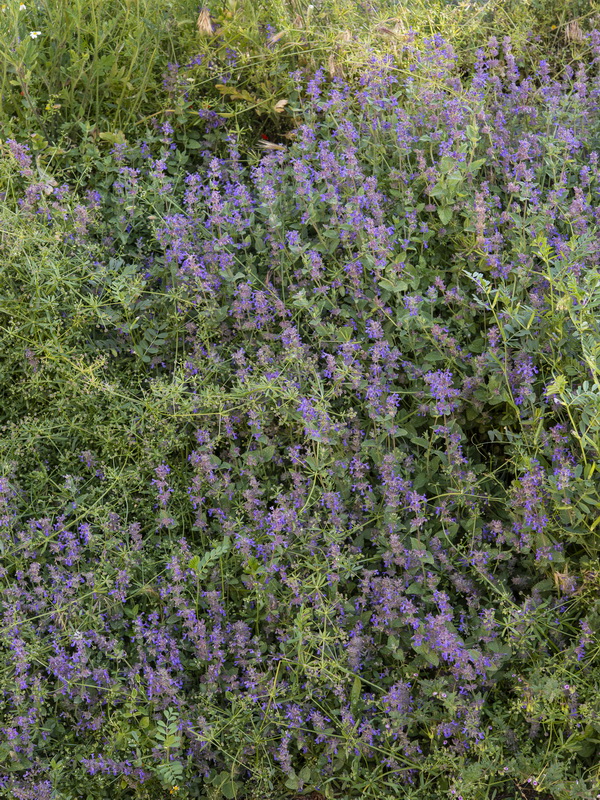 Nepeta boissierii.01