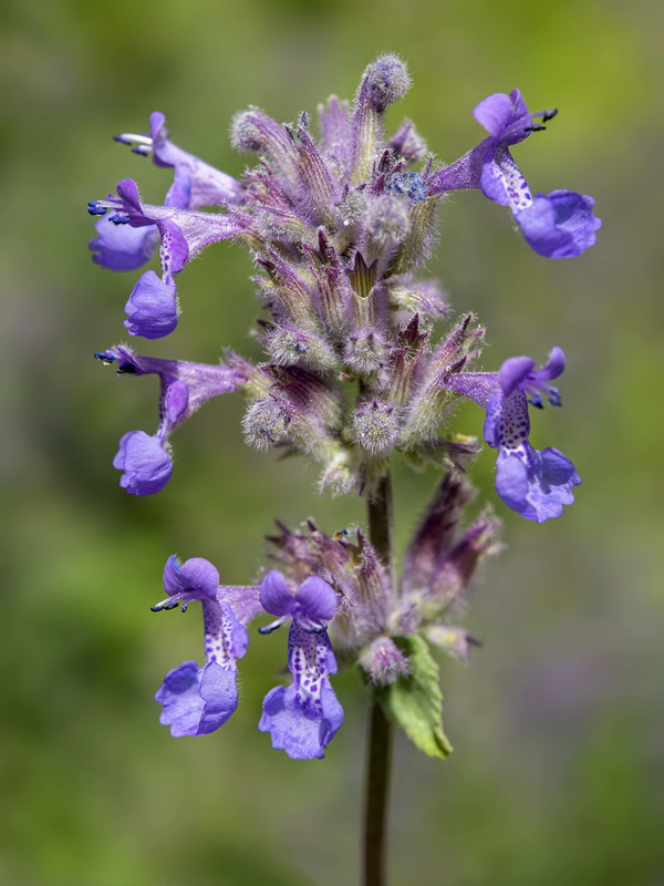 Nepeta boissierii.06