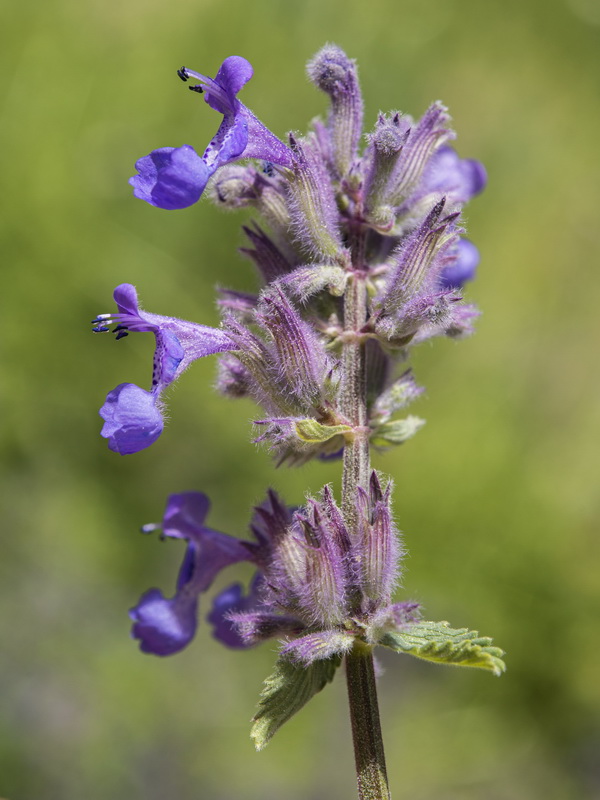 Nepeta boissierii.07