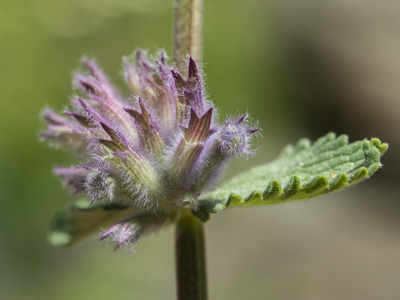 Nepeta boissierii.08