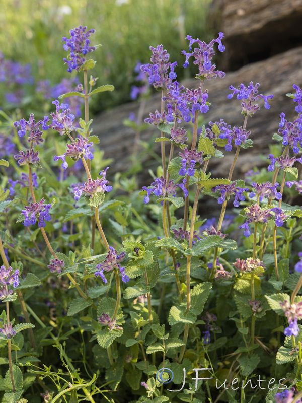 Nepeta boissierii.02