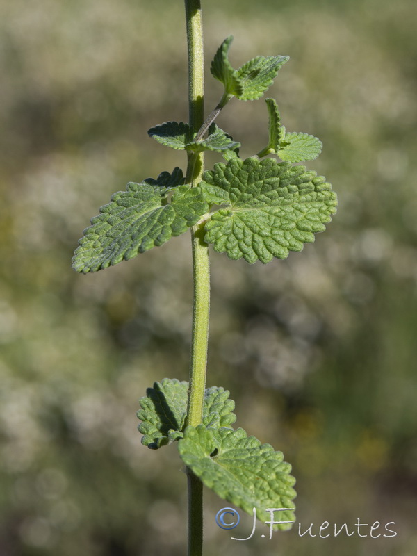 Nepeta boissierii.04