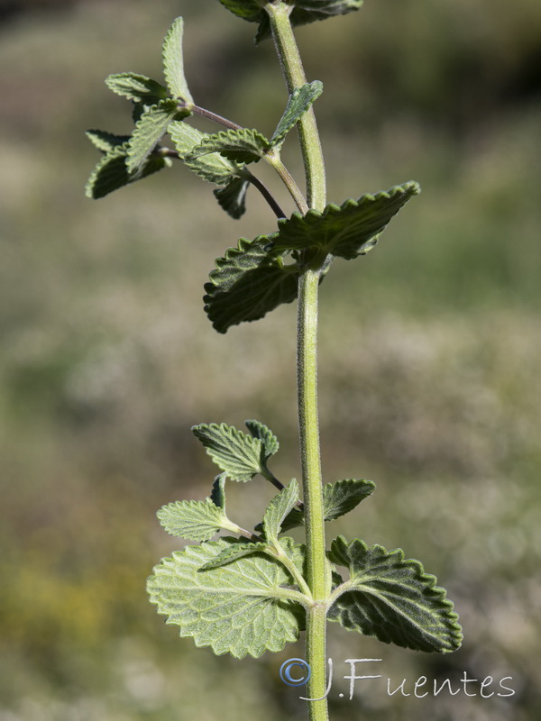 Nepeta boissierii.05