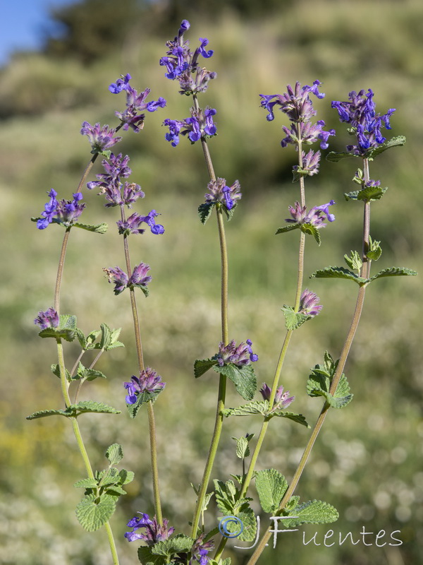 Nepeta boissierii.13