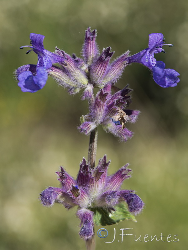 Nepeta boissierii.15
