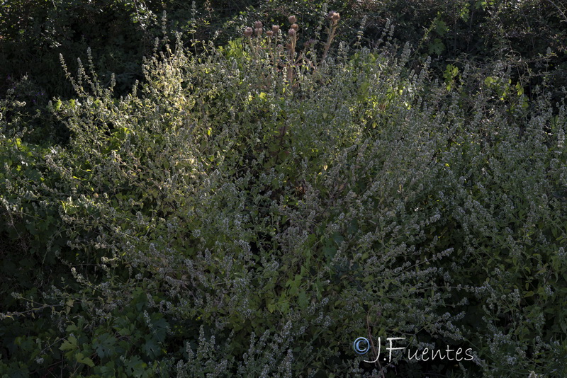 Nepeta cataria.01