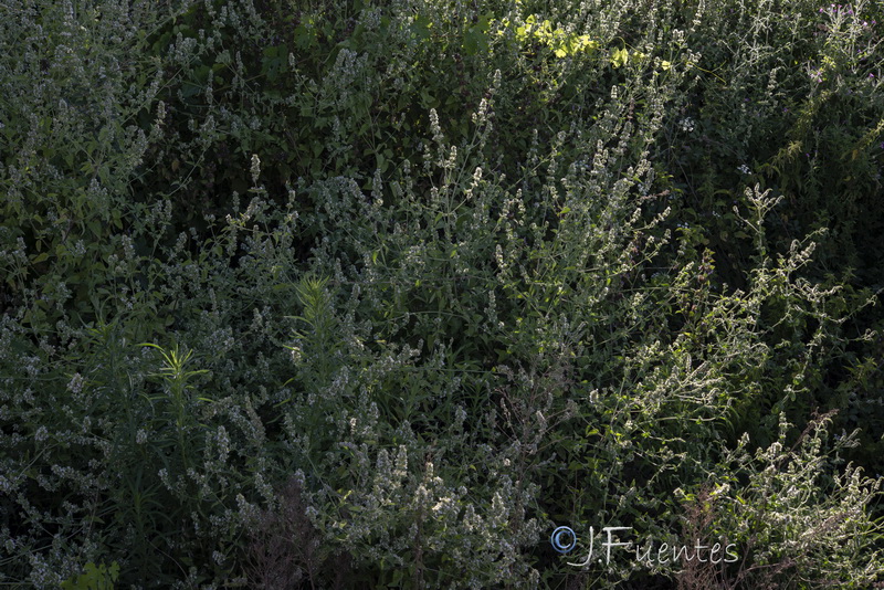 Nepeta cataria.02