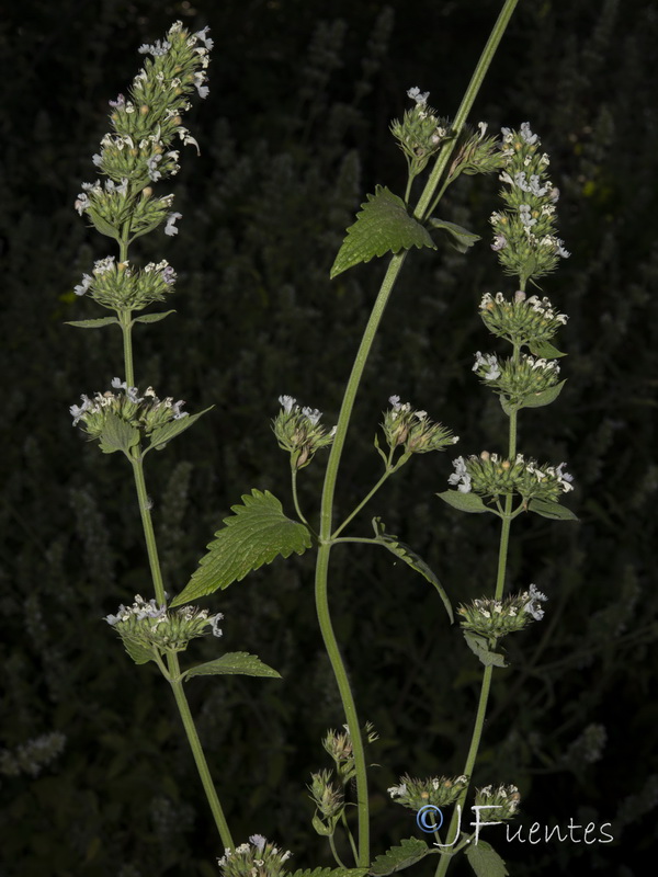 Nepeta cataria.03