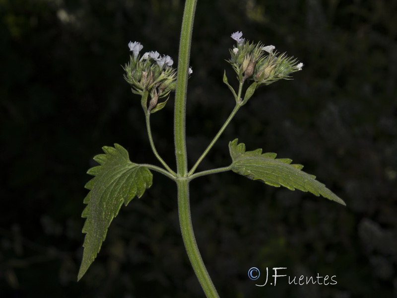 Nepeta cataria.04