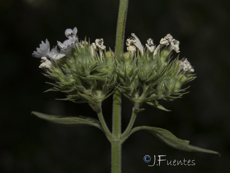 Nepeta cataria.05