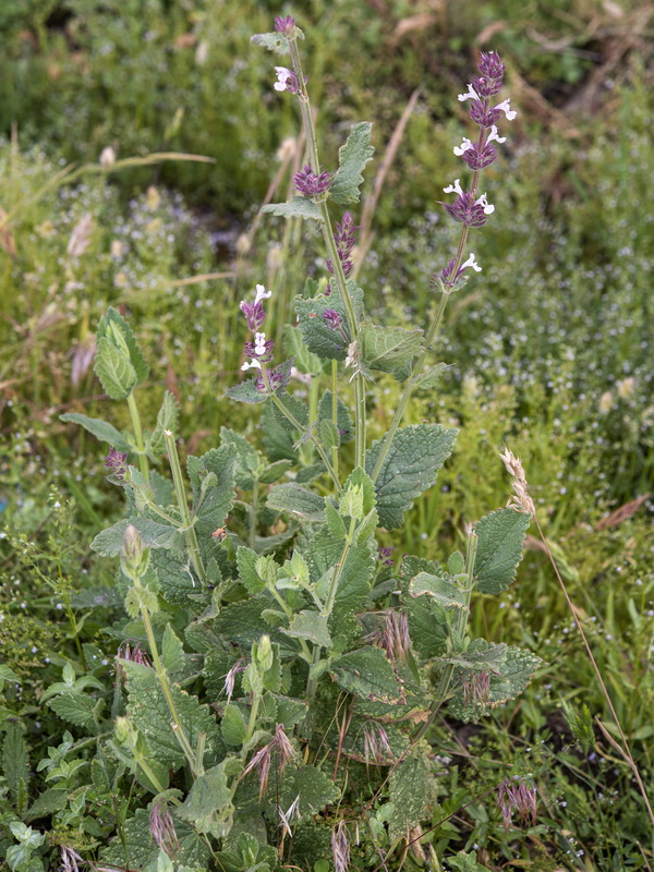 Nepeta granatensis.05