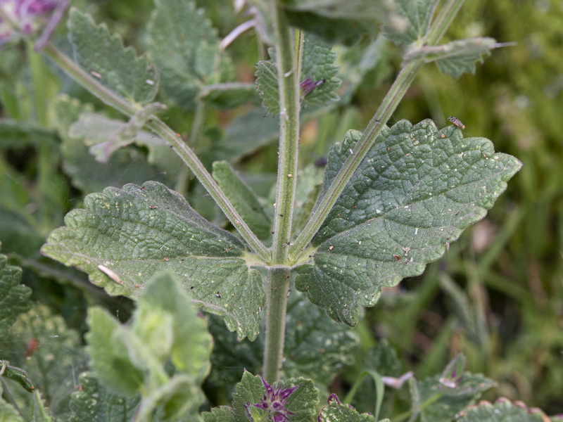 Nepeta granatensis.07