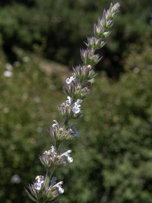 Nepeta granatensis.09