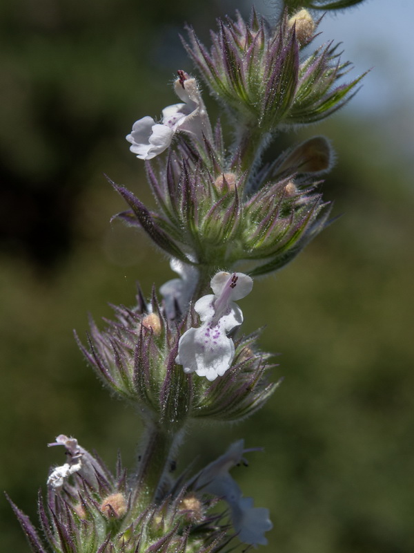 Nepeta granatensis.10