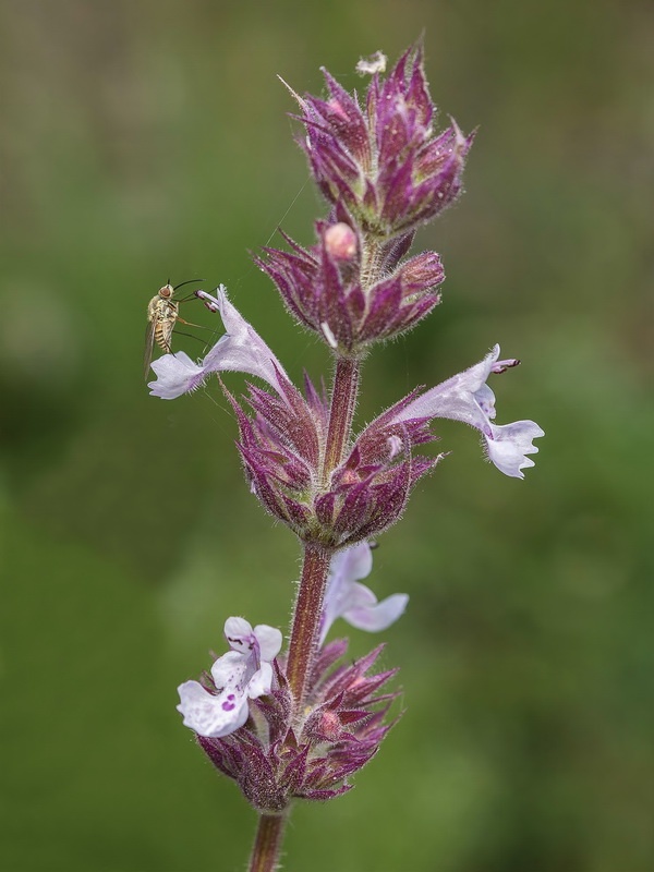 Nepeta granatensis.13