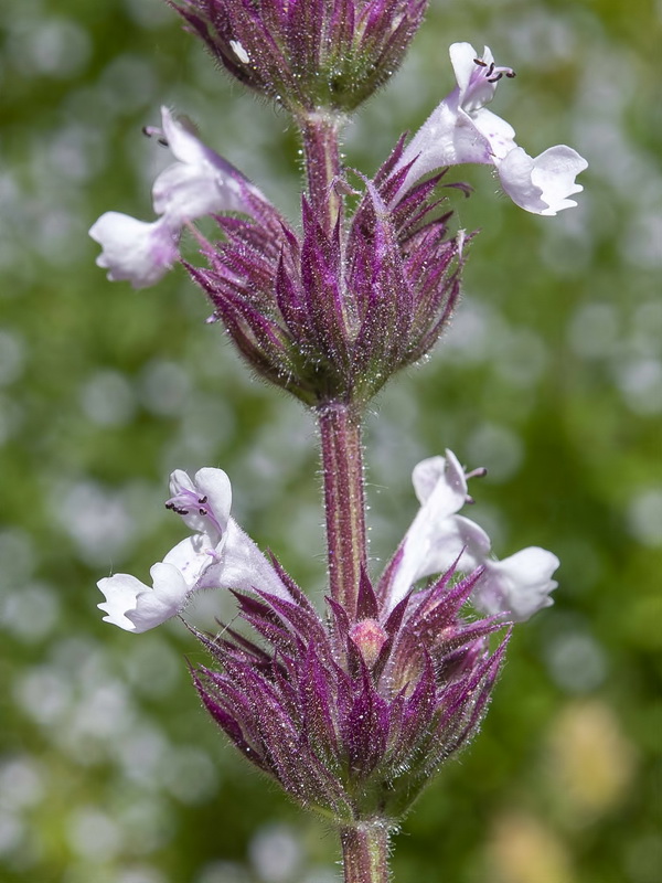 Nepeta granatensis.16