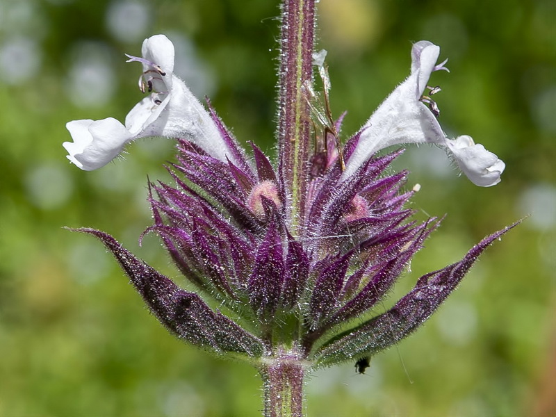 Nepeta granatensis.18