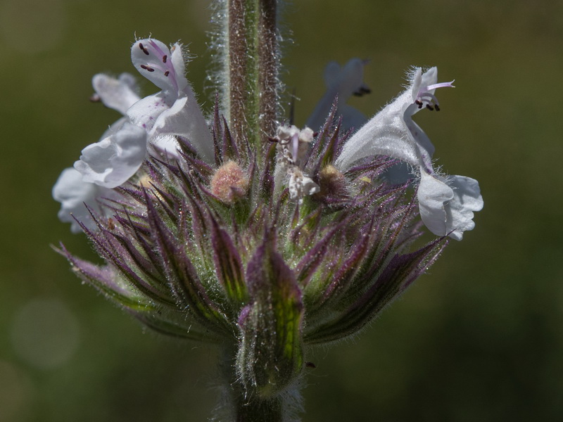 Nepeta granatensis.22