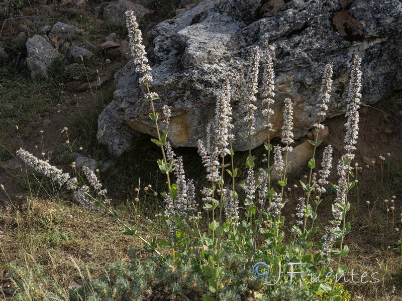 Nepeta granatensis.23