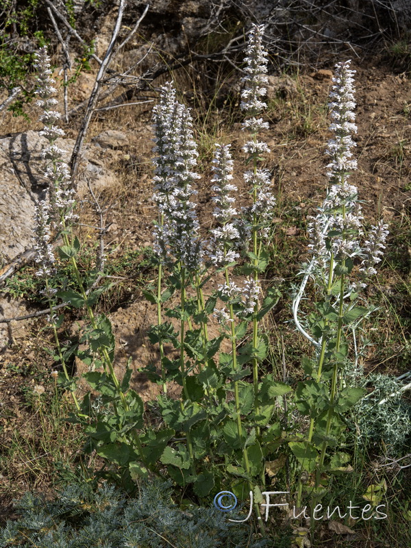 Nepeta granatensis.24