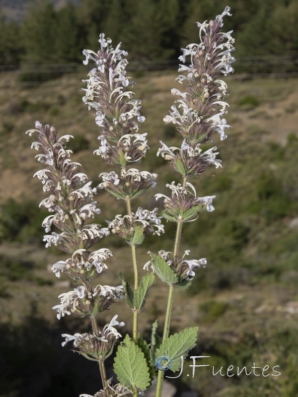 Nepeta granatensis.26