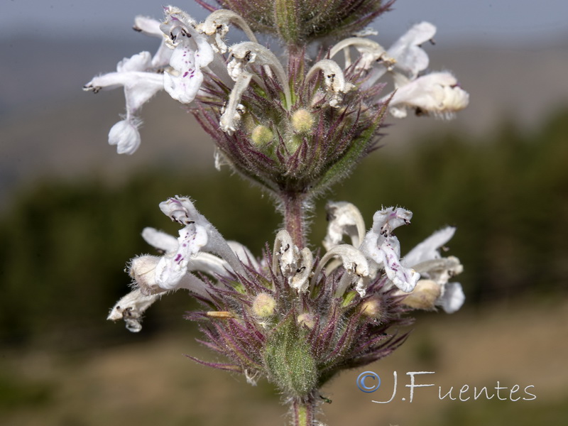 Nepeta granatensis.27